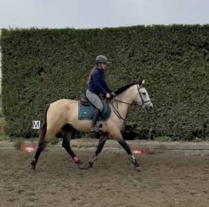 Caballo castrado pre pura raza española en venta 2023 isabelo