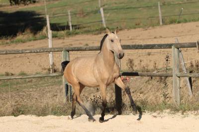Filly lusitano for sale 2025 buckskin