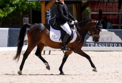 Poni b competición 