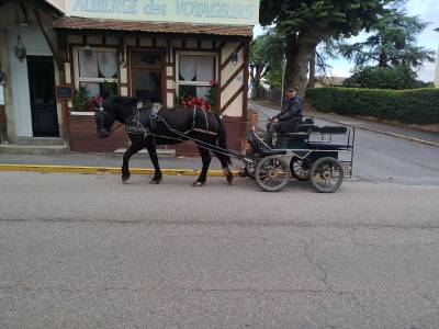 Mare percheron for sale 2023 dark bay