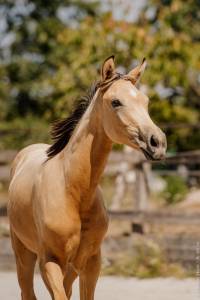 Pouliche - lusitanienne - 8 mois - dressage - france