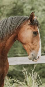 Hongre - lusitanien - 4 ans - dressage - france