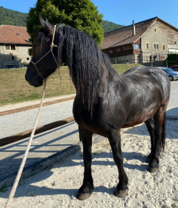 Farou - 2 frisons à vendre, si possible ensemble