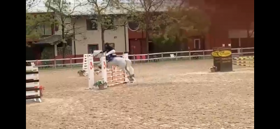 Mr dudley pony castrone irlandese grigio di 16 anni