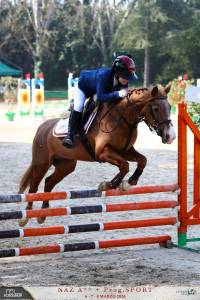 Appaloosa, per categorie pony.