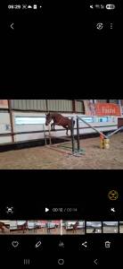 Ponette comme il faut x nabab 