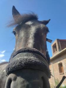Filly Pottok  For sale 2020 Black