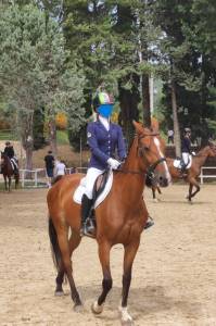 Esperta cavalla brown kwpn del 2010 per salto ostacoli