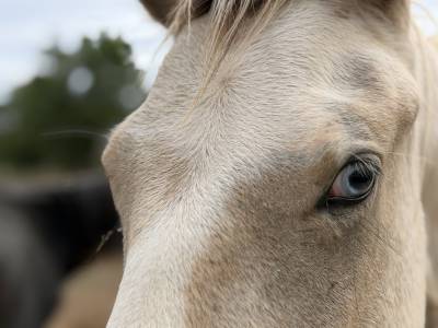 Hengst franse rijpony pfs te koop 2025 bont