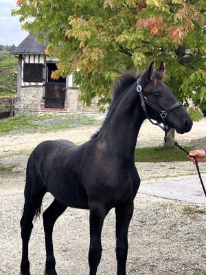 Colt Friesian For sale 2026 Black