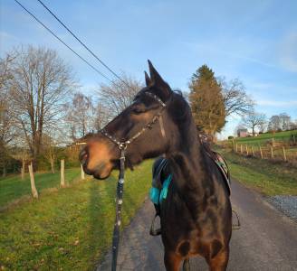 Superbe compagnonne de balade à vendre