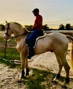 Espectacular lusitano cremello en predoma – 1,65 m a la