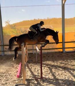 Castrone sbs cavallo da sport belgio in vendita 2018 baio ,  toulon