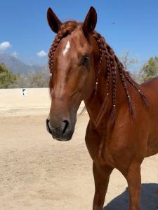 Retrato : lusitano 2021