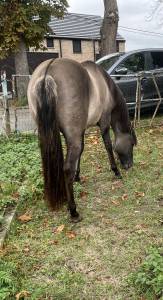 étalon quarter horse