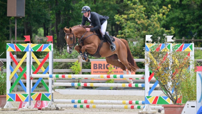 Gelding selle français for sale 2020 chesnut