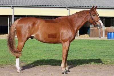 Caballo castrado silla francés en venta 2017 alazán por andiamo semilly