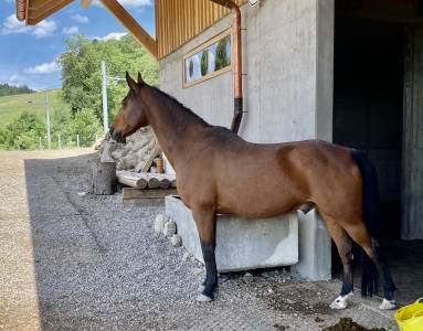 Blue – adorable demi-sang suisse de 22 ans cherche une 
