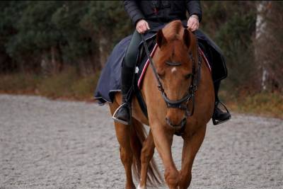 Dizi d’harreville -> hongre de 13 ans à vendre pour cso