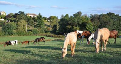 élevage chevaux américains quarter,paint,appaloosa