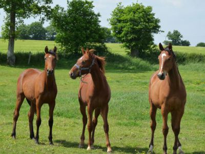 Pension chevaux pré, pré/box en mayenne (53)