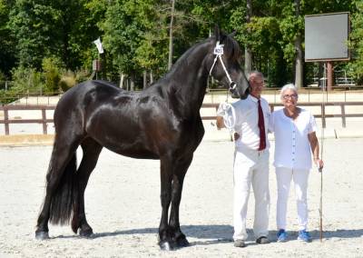 Haras du graffard | horse breeders > breeders, other pony breeds