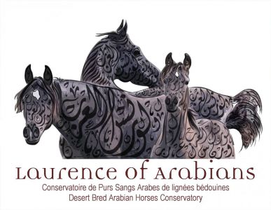 Laurence of arabians | breeding, horse breeding > stud farms