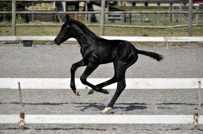 Puledro sbs cavallo da sport belgio in vendita 2015 sauro brulé