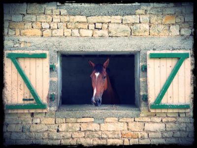 Pension de chevaux - ecurie equipop (16)