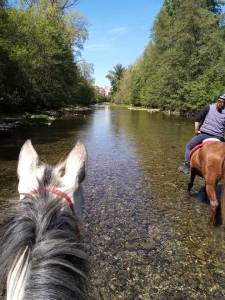 Pension pour chevaux