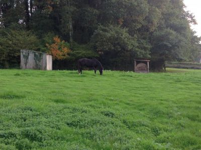 écurie de propriétaires / pension chevaux