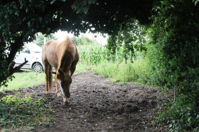 Pension box et paddock box 