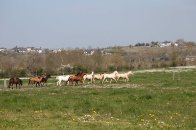 Chevaux du layon | allevatori cavalli > allevatori, cavalli da sport 