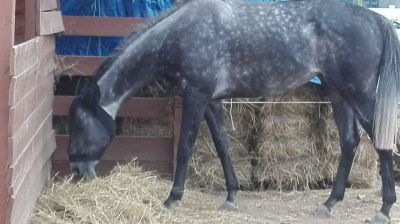 Pension boxe et paddock nice