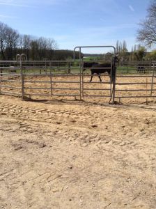 Pension chevaux