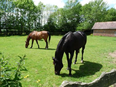 Retraite pour chevaux