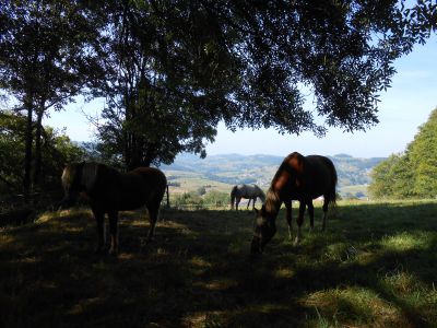 Pension chevaux 