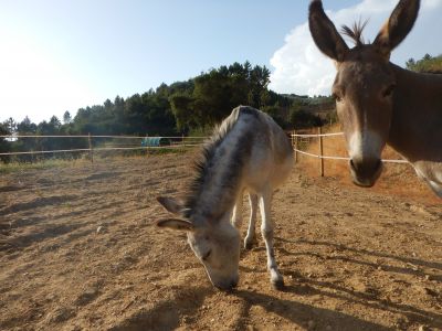 Petite pension privée pour chevaux à tanneron.