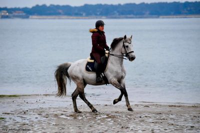 Demi pension cheval lusitanien dressage et ballade 