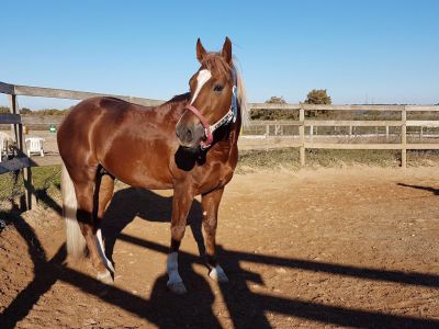 Cavallo stallone quarter horse