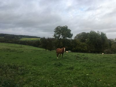 Pension cheval ou poney