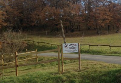 Pension chevaux, débourrage