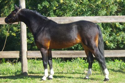 Stallone pfs pony francese da sella in vendita 1999 isabella