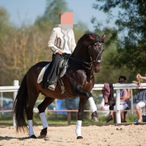 Pension chevaux à proximité de nantes