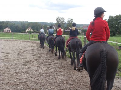 Recherche stagiaires élevage chevaux frisons