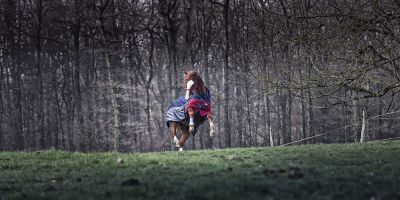 Pension chevaux - ecurie du loti (67)