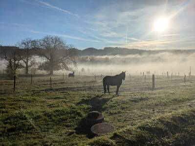 écurie failletaz, manège privé. pension pour chevaux