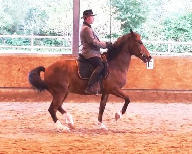 Pension chevaux et ecole d'equitation