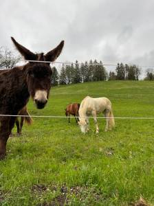 Pensions chevaux - crazy horse 