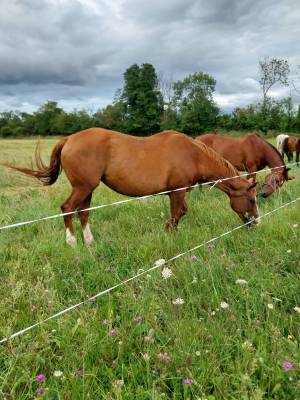 Pension chevaux pré/box en pleine campagne, au calme 